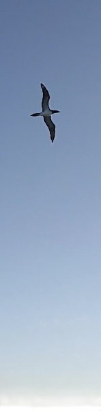 gaviota
