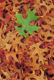 hoja