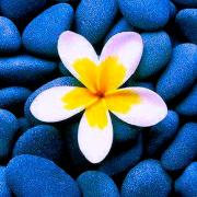 flor