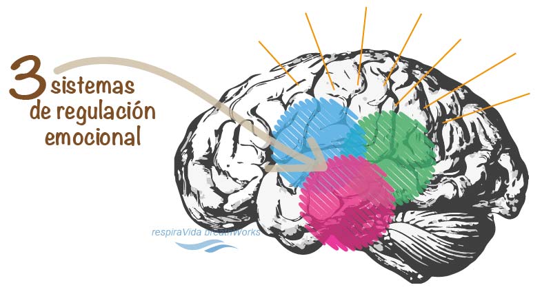 CEREBRO