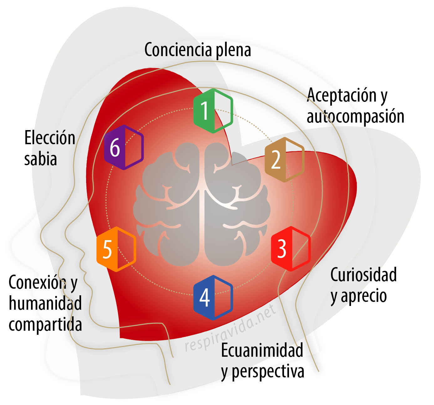 corazon