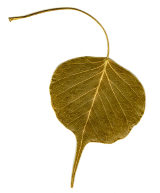 Explorando las raíces budistas de Mindfulness & compassion flor