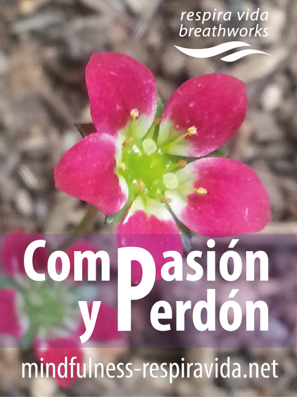 compasión y perdon Respira Vida flor